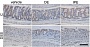 Вторичные антитела Goat Anti-Mouse IgG H&L (HRP) preadsorbed, 500 мкг