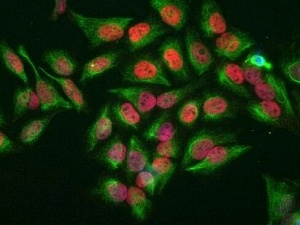 Антитела поликлональные кроличьи Anti-c-Fos antibody, 100 мкл, Abcam, ab190289