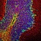 Антитела поликлональные куриные Anti-Neurofilament heavy polypeptide antibody, 25 мкл