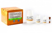 Набор реагентов ProteinExt® Mammalian Extraction Kit (ядерный и цитоплазматический белок)