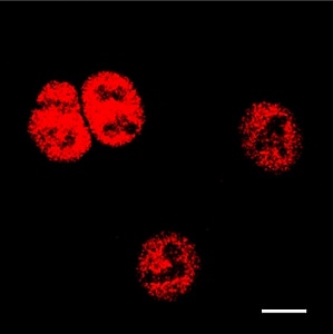 Антитела моноклональные мышиные Anti-Influenza B Virus antibody, 100 мкг / 50 мкг, Abcam, ab20711