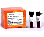 Набор для детекции цитотоксичности TransDetect® Cell LIVE/DEAD Viability/Cytotoxicity Detection Kit
