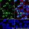 Антитела моноклональные кроличьи Anti-Ki67 antibody [SP6], 500 мкл