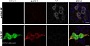 Антитела поликлональные козьи Anti-Matrix protein 1 antibody, 100 мкл