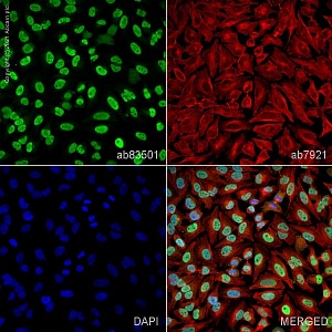 Антитела поликлональные кроличьи Anti-Ku70 antibody, 100 мкг, Abcam, ab83501