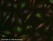 Антитела поликлональные кроличьи Anti-c-Myc antibody (HRP), 100 мкг