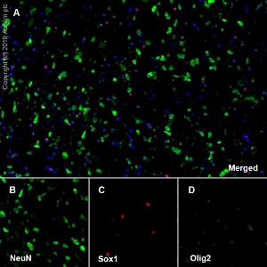 Антитела моноклональные кроличьи Anti-NeuN antibody [EPR12763] Neuronal Marker, 100 мкл, Abcam, ab177487