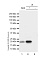 Антитела моноклональные кроличьи Anti-CD3 epsilon [EPR5361(2)], 100 мкг